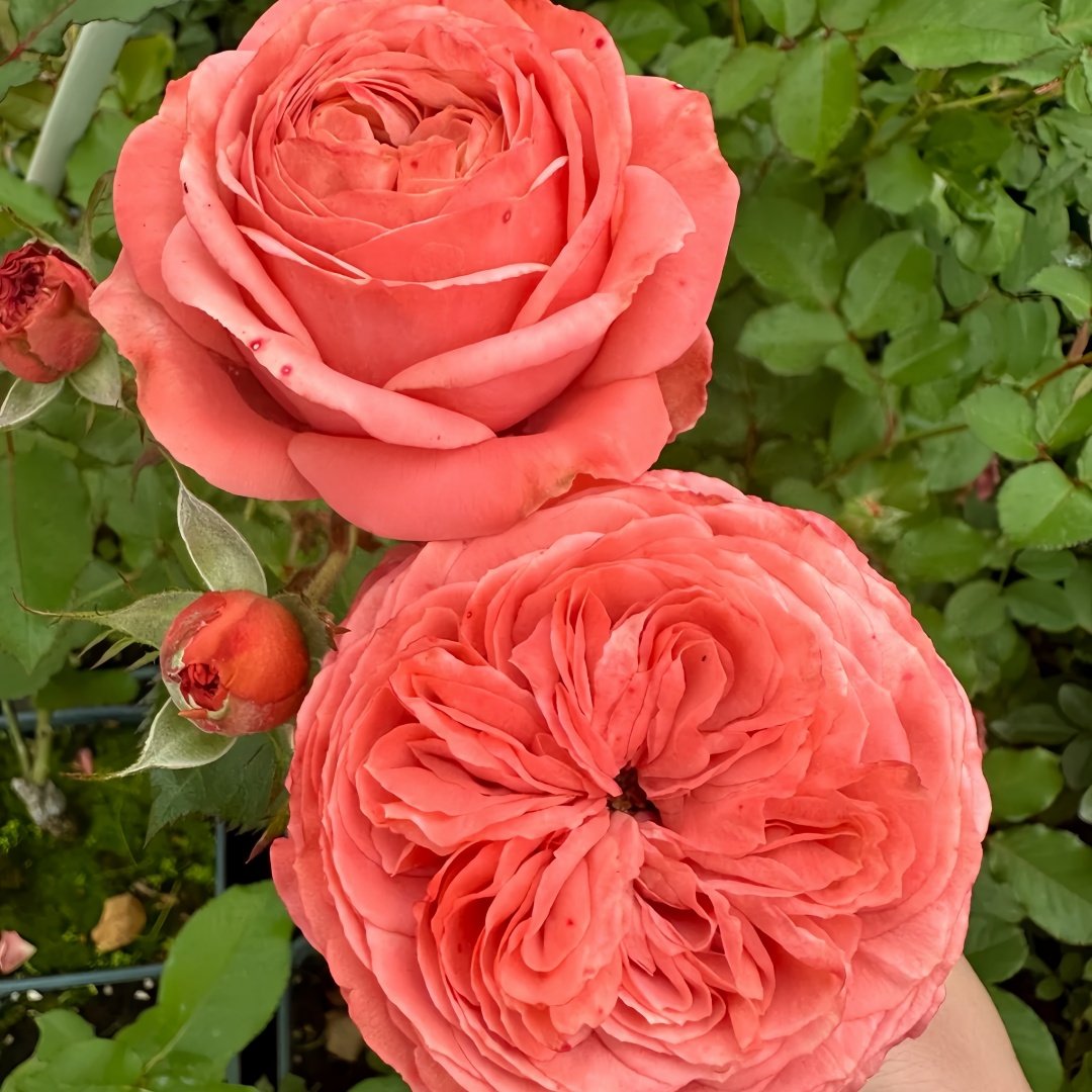 Bella Trendsetter Rose Plant｜潮流贝拉 image 6