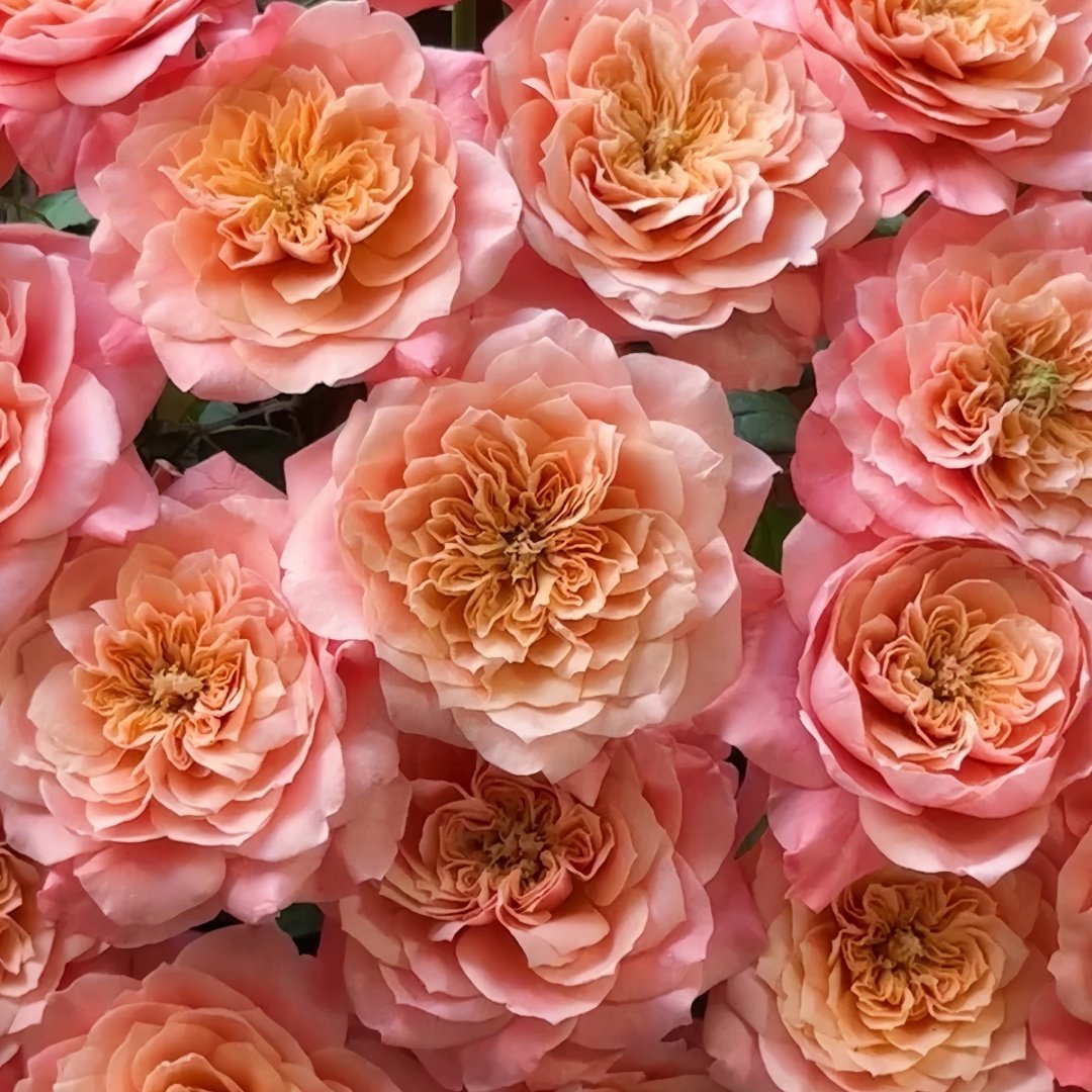 Mikoto Rose Plant｜美琴 image 6