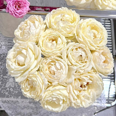 Cream Yves Piaget Rose Plant | 奶油伊芙伯爵 image 1