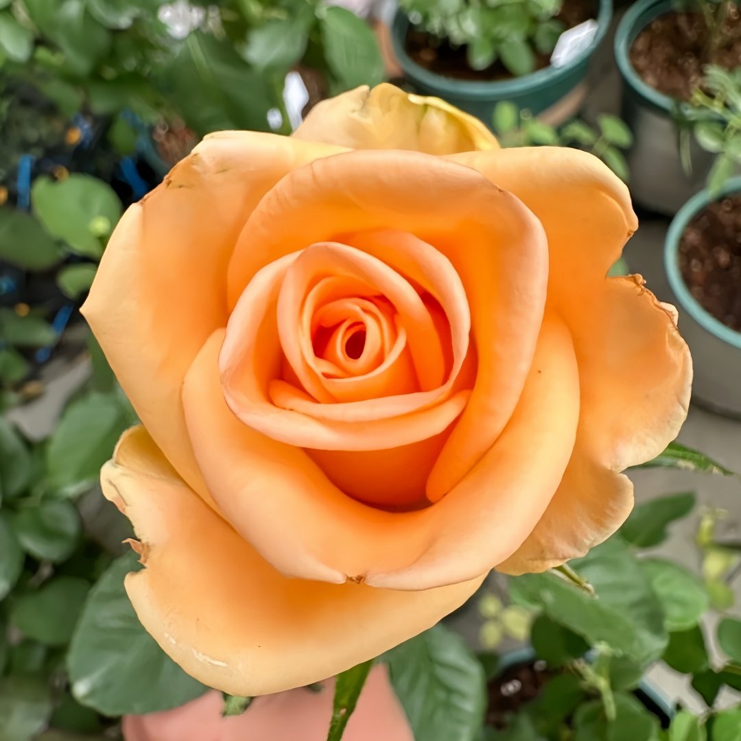 Peach Wave Rose Plant｜桃色波 image 5