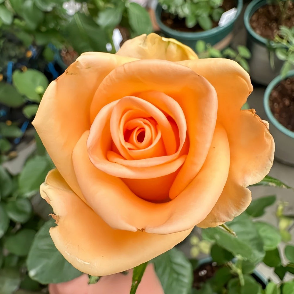 Peach Wave Rose Plant｜桃色波 image 5