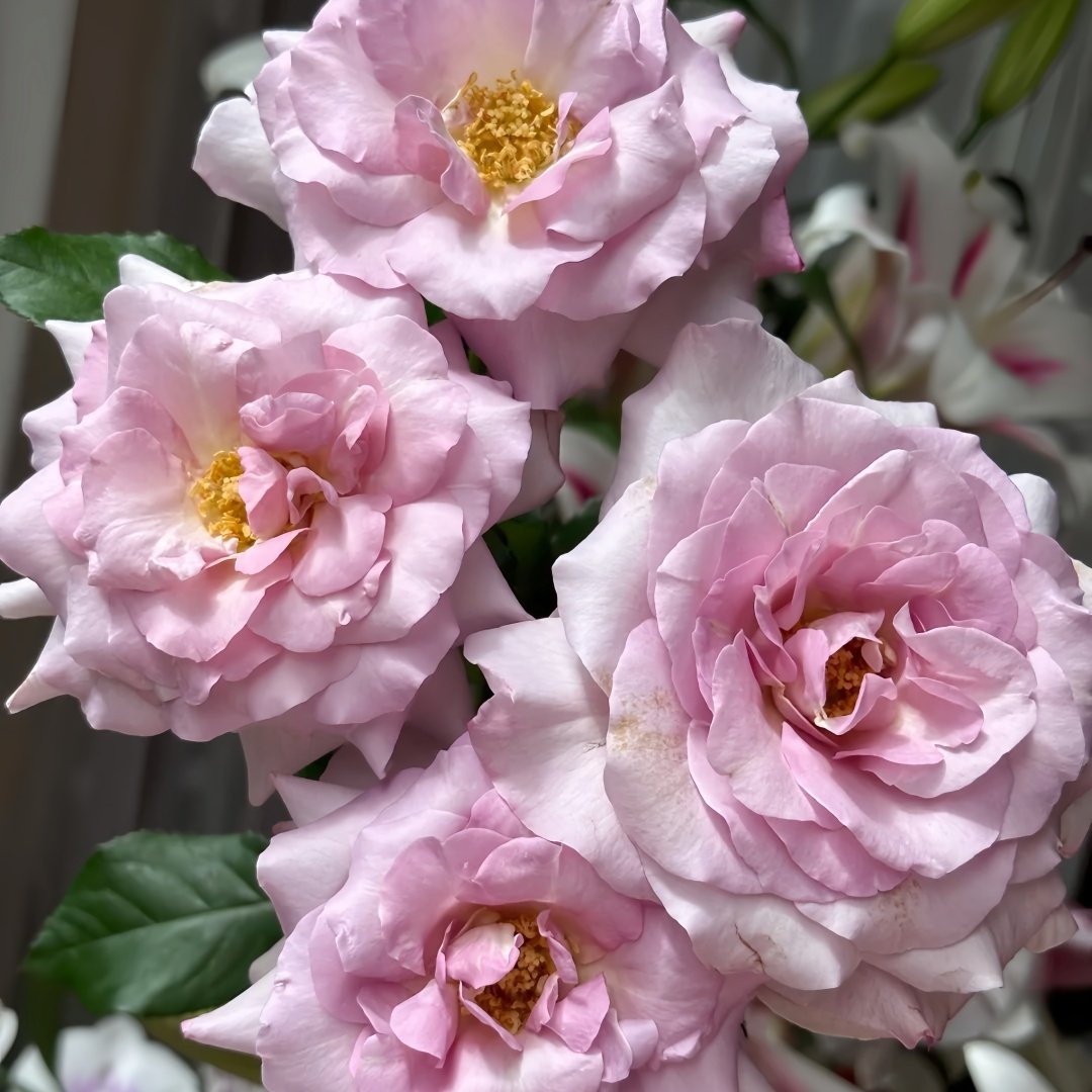 Lilac Beauty Rose Plant|丁香美人 image 6