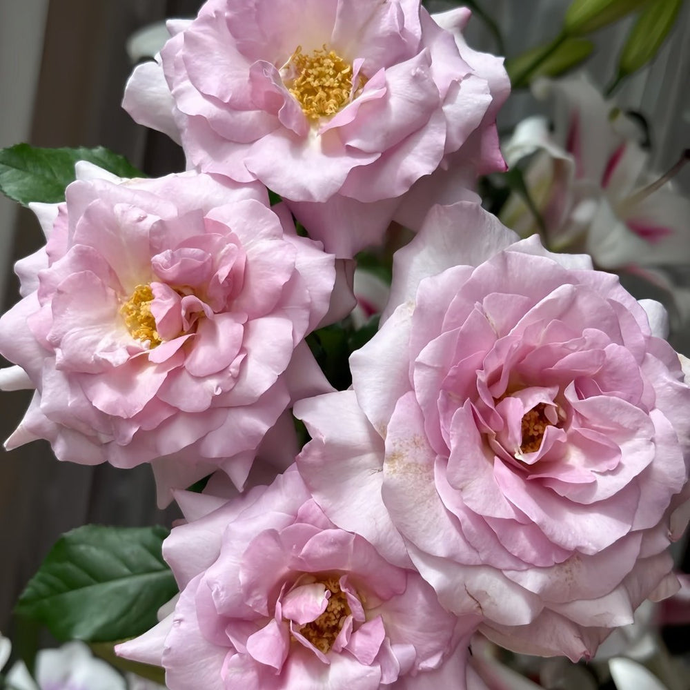 Lilac Beauty Rose Plant|丁香美人 image 6