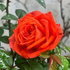 Café Del Mar Rose Plant｜咖啡德玛 image 2