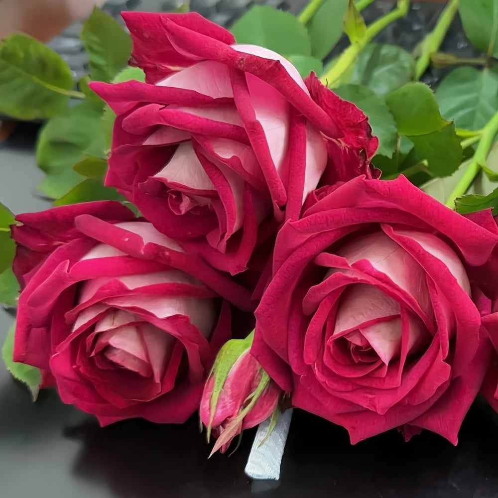 Monica Bellucci Rose Plant｜莫妮卡贝鲁奇 image 8