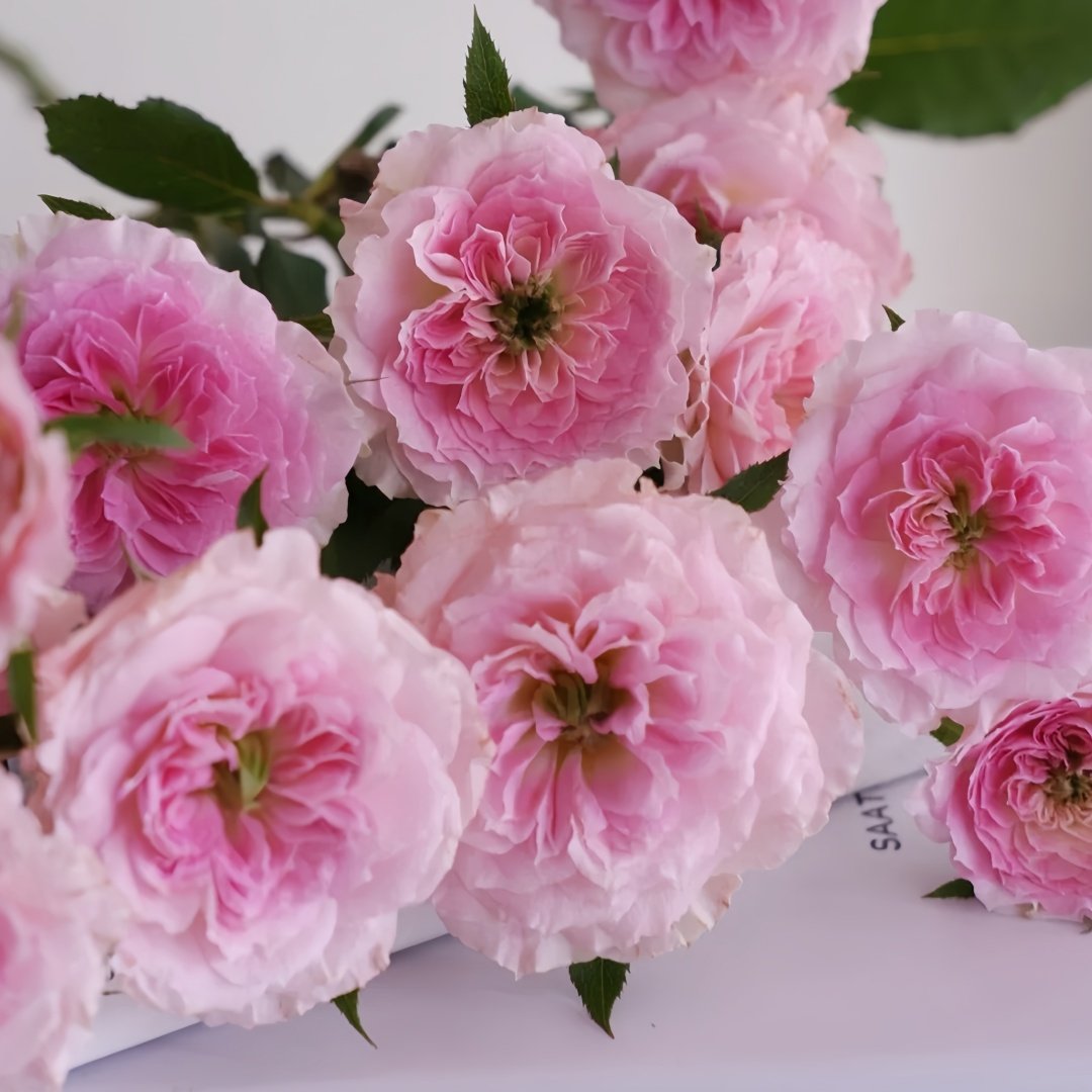 Kírkē Rose Plant｜瑟西 image 8
