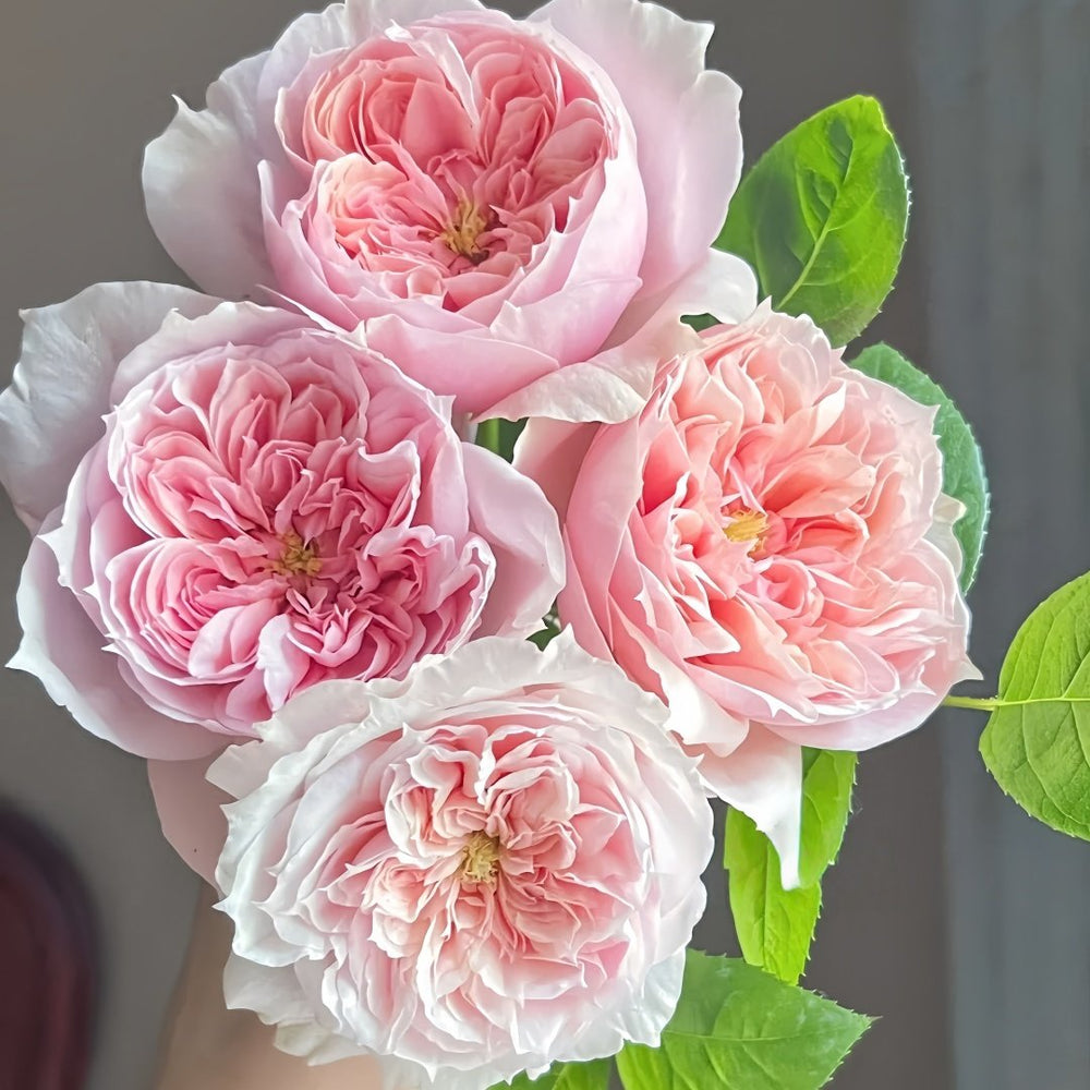 Schöne Maid Rose Plant|美少女 image 3