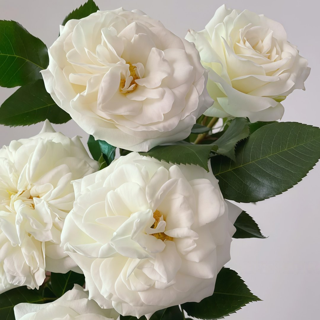 Alabaster Rose Plant| 雪花石膏 image 4