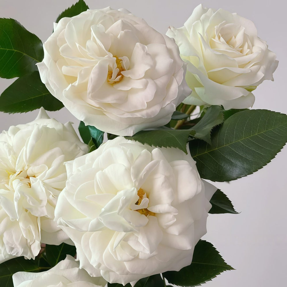 Alabaster Rose Plant| 雪花石膏 image 4