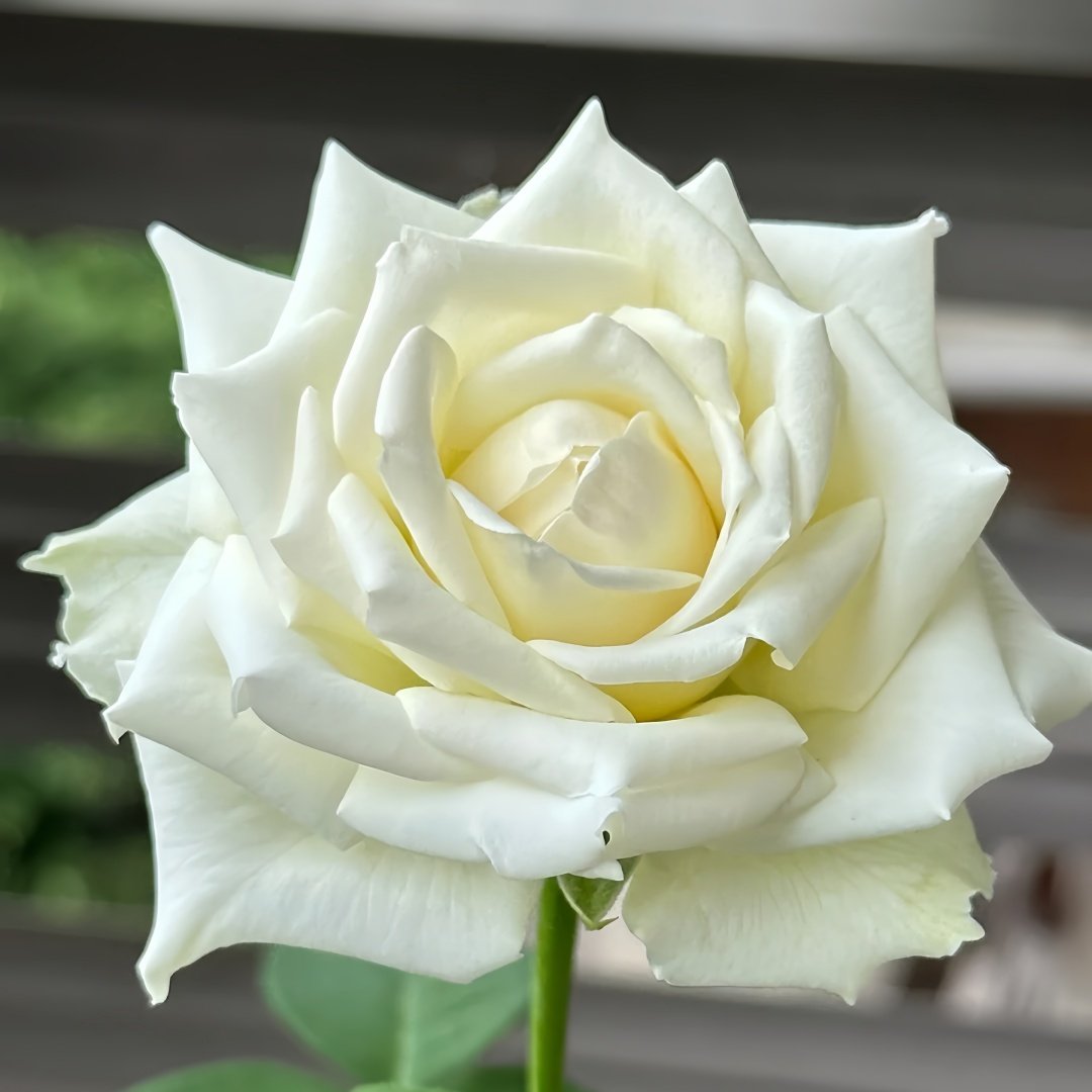 Tineke Rose Plant｜坦尼克 image 4