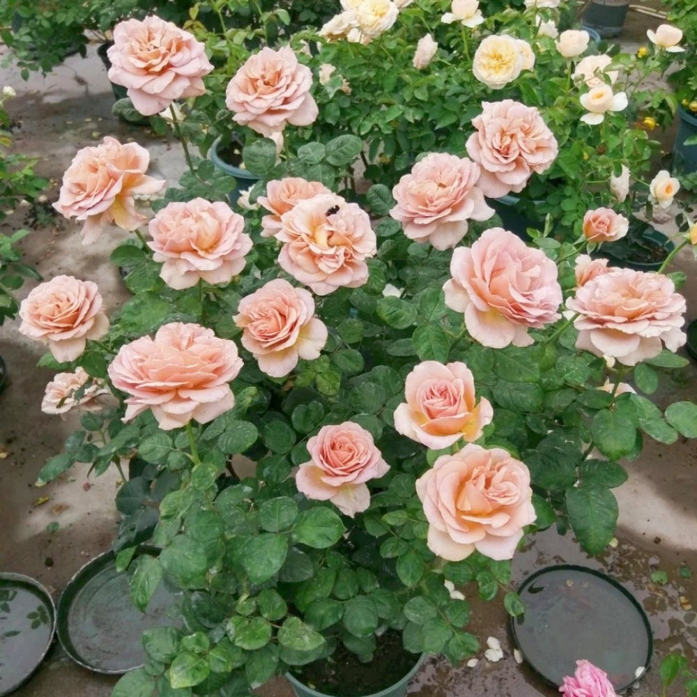 Caffe Latte Rose Plant|拿铁咖啡 image 7