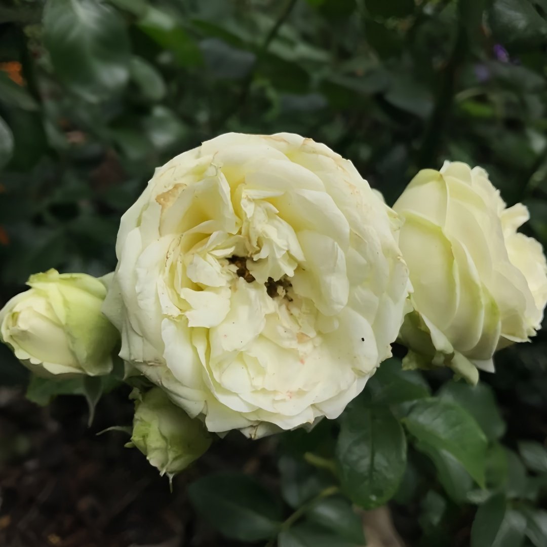 Wedding Piano Rose Plant|婚礼钢琴 image 8