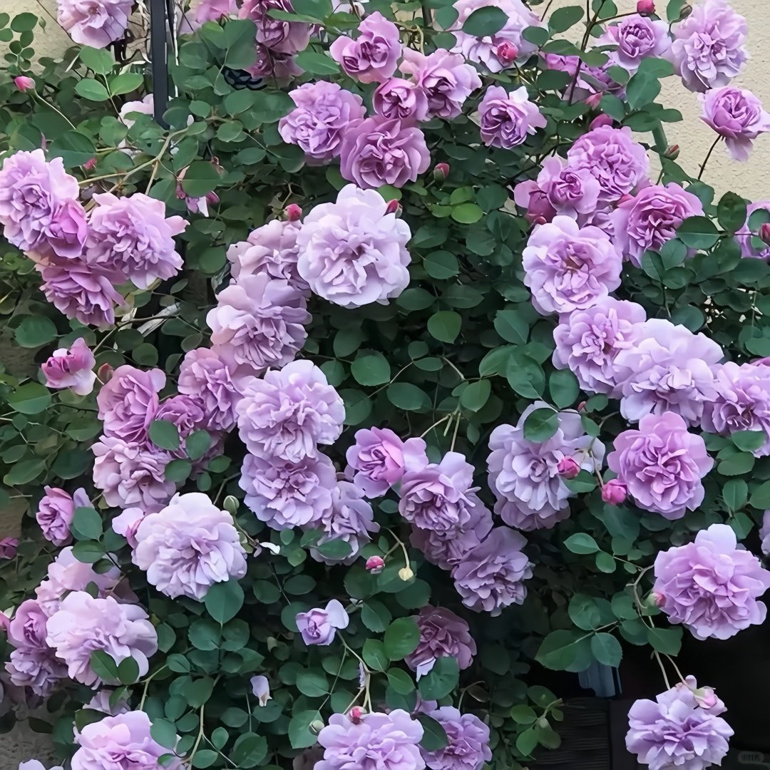 Rainy Blue Rose Plant｜蓝色阴雨 image 6
