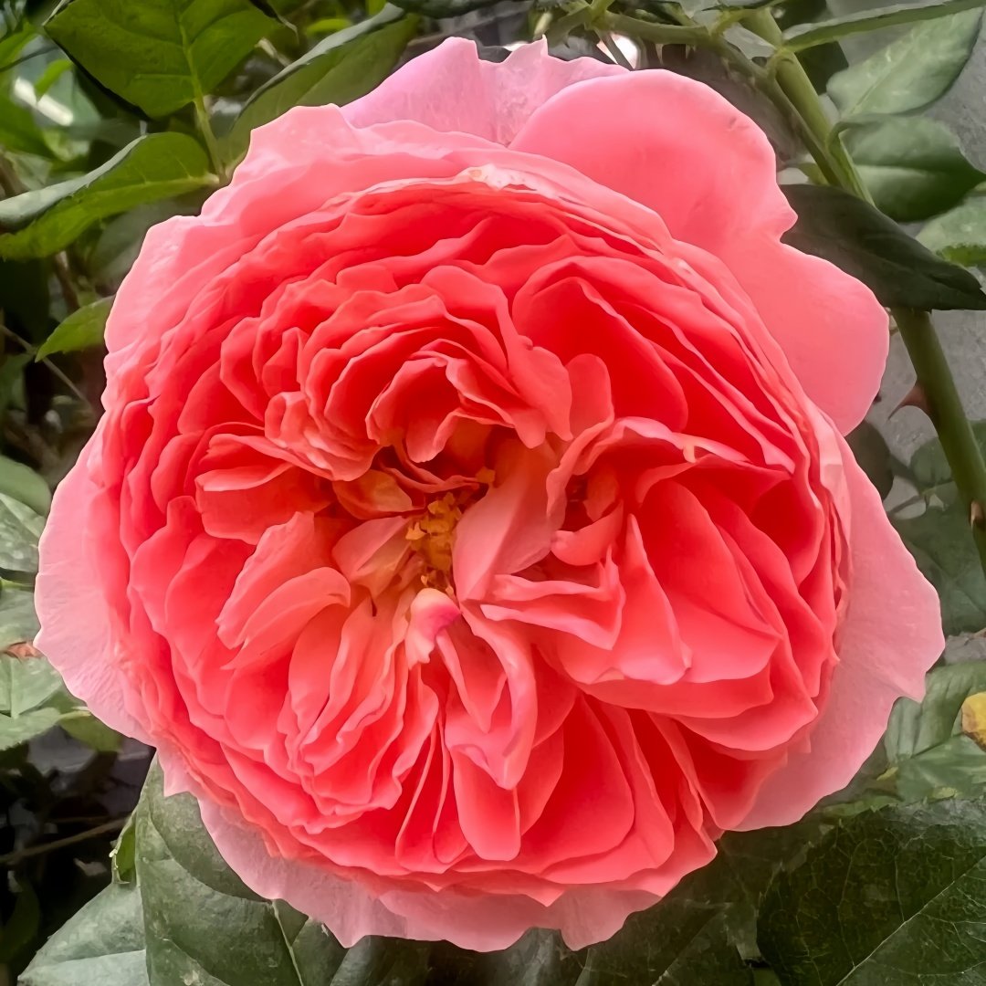 Summer Fireworks Rose Plant|夏日花火 image 4