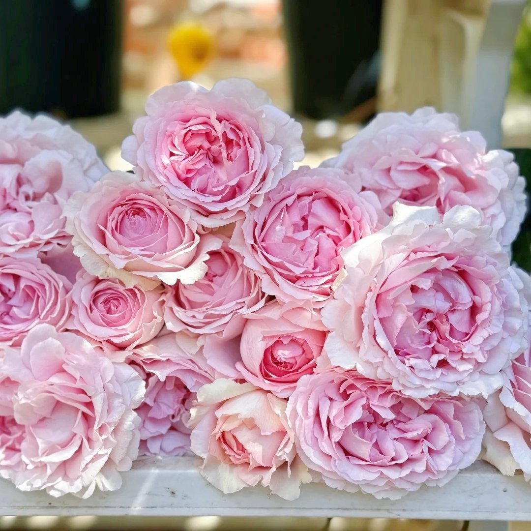 Yves No4 Aroma Rose Plant|伊芙四号芳香 image 5