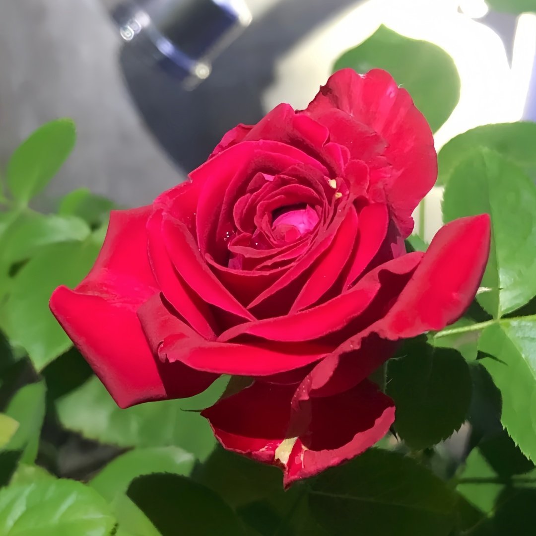 Rospberry Elegance Rose Plant｜优雅树莓 image 2