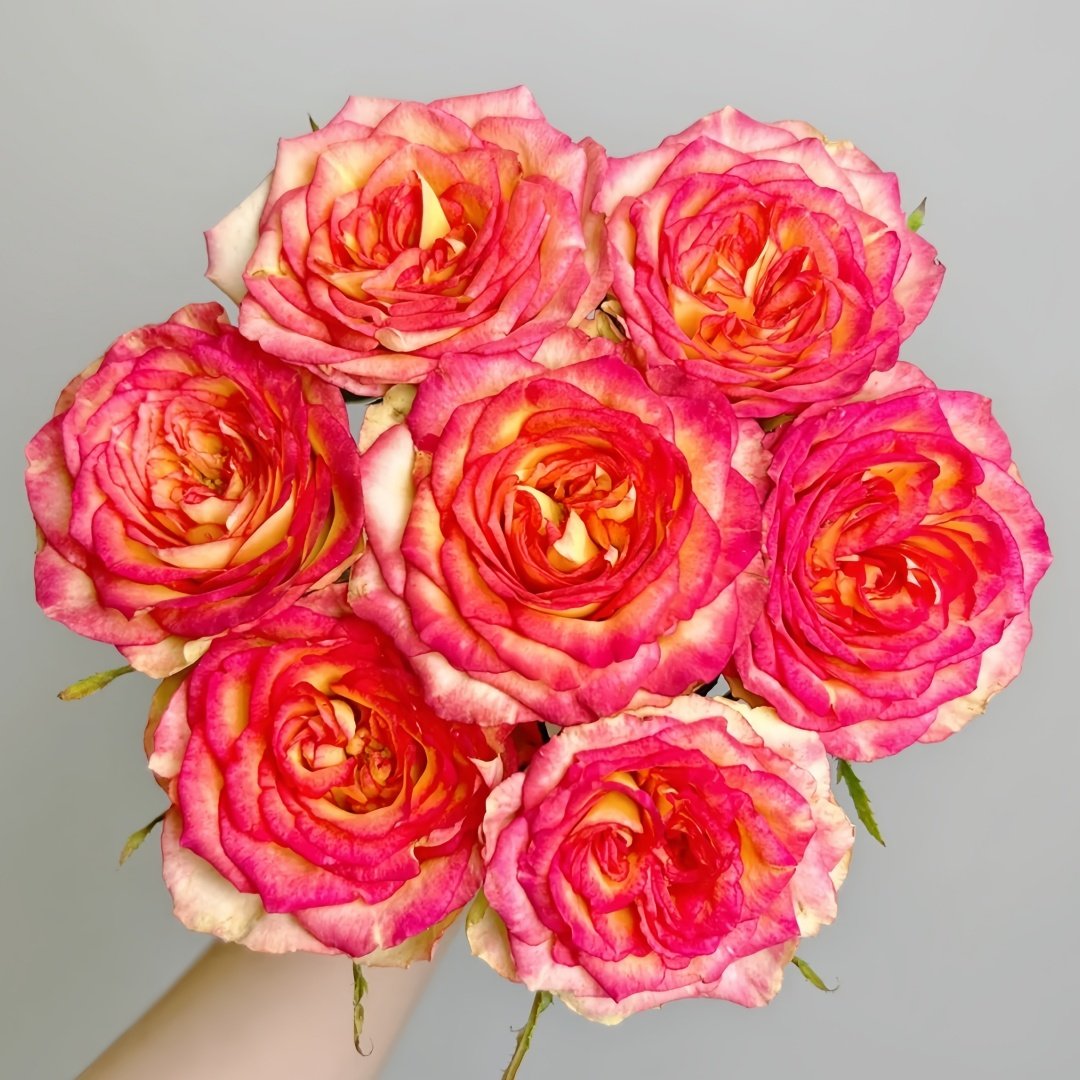 Norwegian Forest Rose Plant|挪威森林 image 0