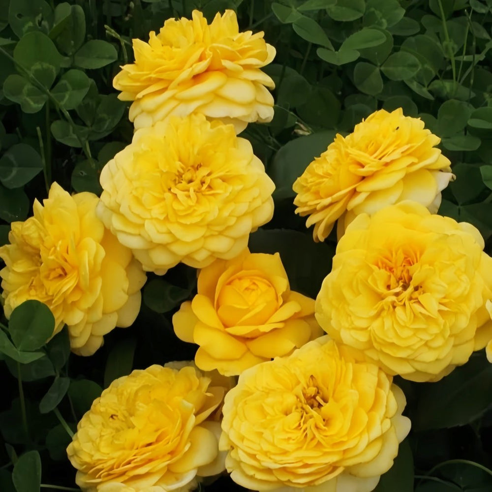 Inka Rose Plant|樱卡 image 8