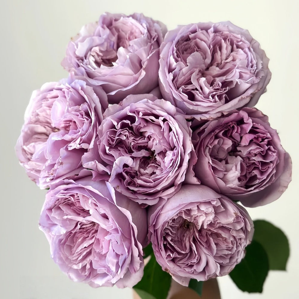 Repartil Rose Plant｜重启玫瑰 image 1