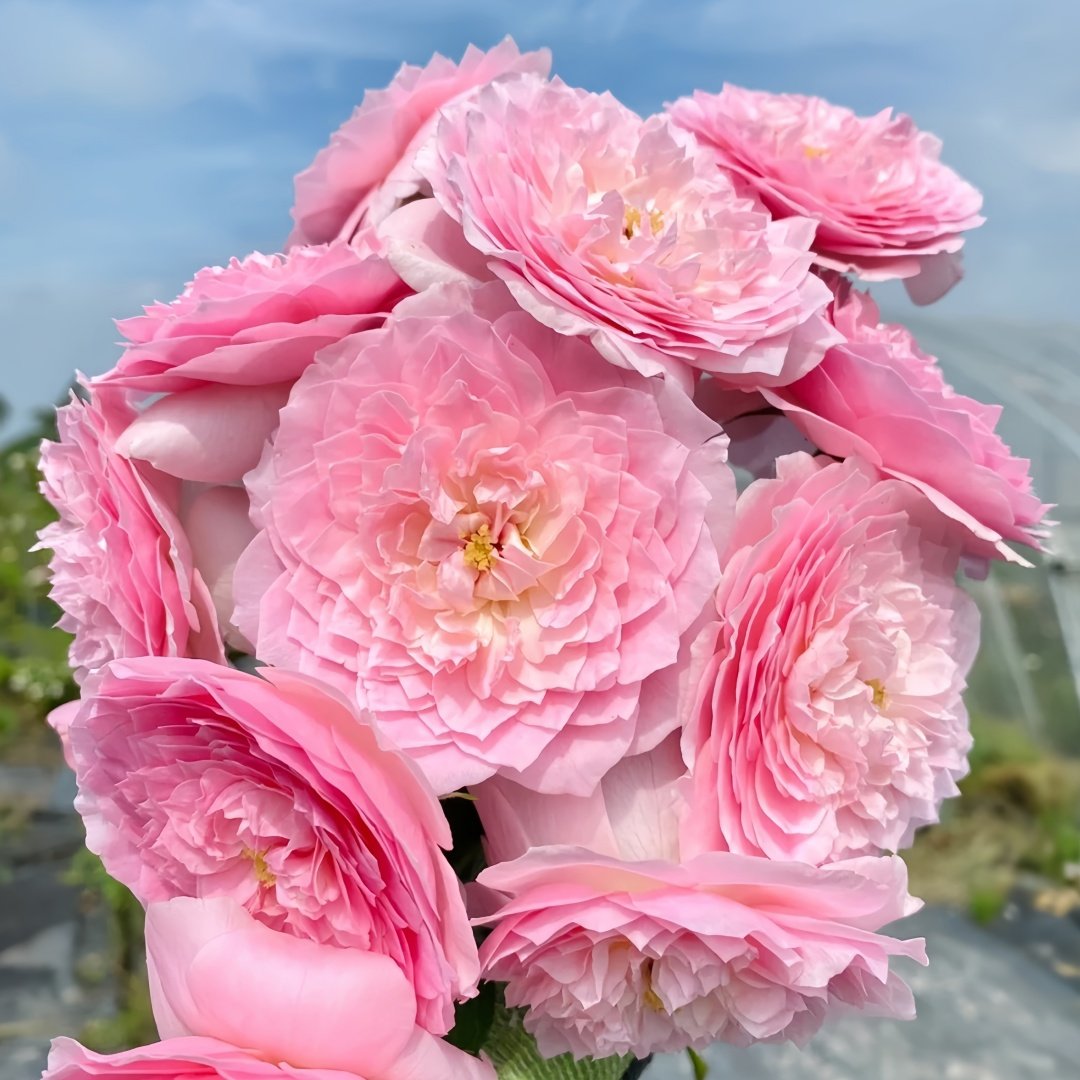 Wan Shan Rose Plant｜纨扇 image 7