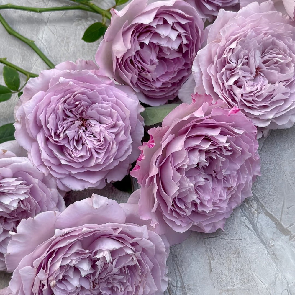 Lansiqiu Rose Plant｜蓝丝球 image 8