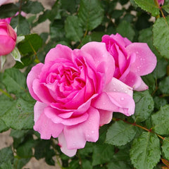 Pompadour Rose Plant｜庞巴度 image 2