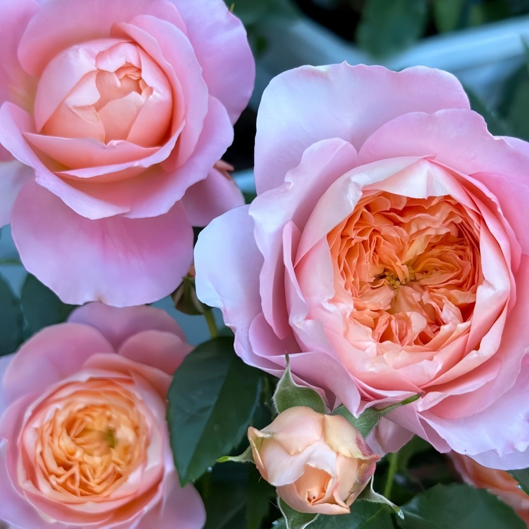 JuZi Rose Plant-橘子 image 9