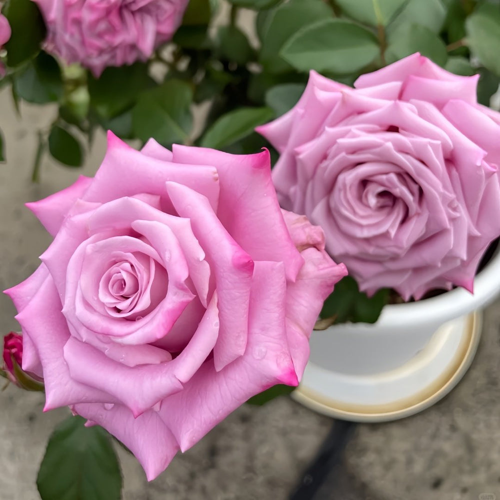 Maritim Rose Plant|玛丽蒂姆/玛丽提姆 image 3
