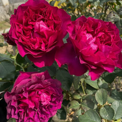 Velvety Twilight Rose Plant｜暮光之城 image 3
