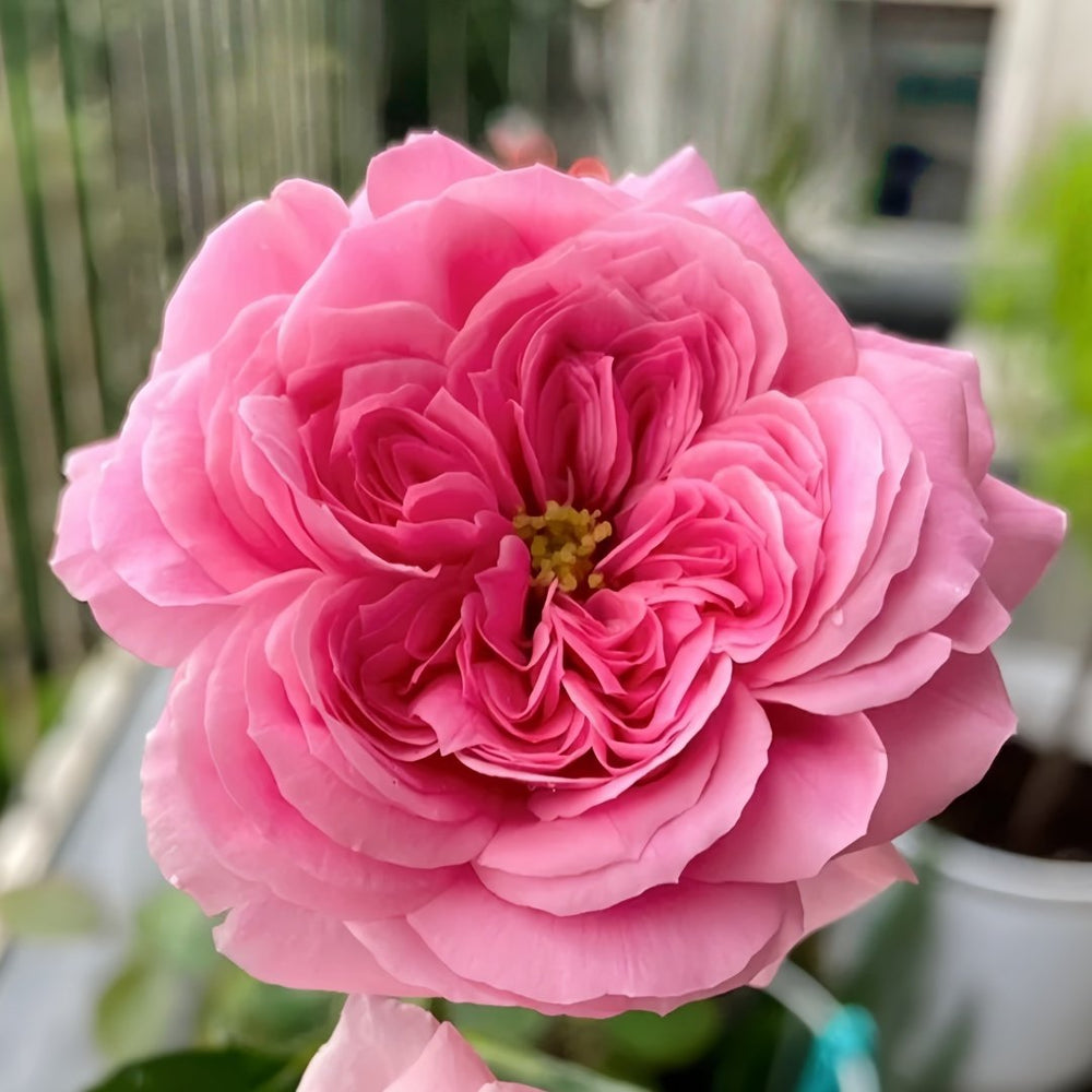 Emily Rose Plant｜艾米丽 image 1