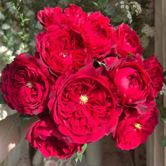 Tess Rose Plant | 苔丝 image 3