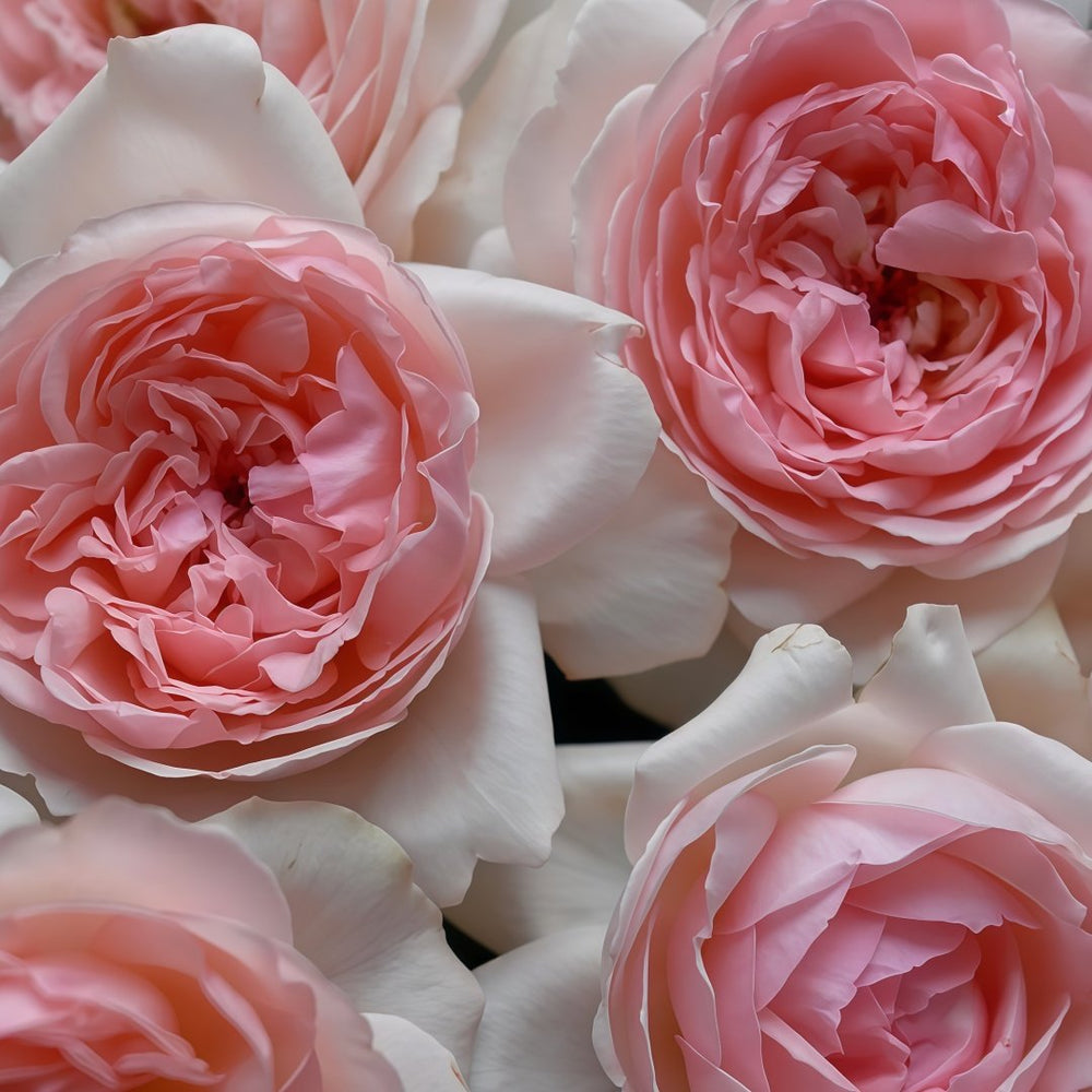 Kyouka Rose Plant|镜花 image 6