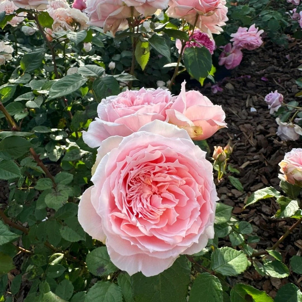 Princess Hitomi Rose Plant｜仁美公主 image 4