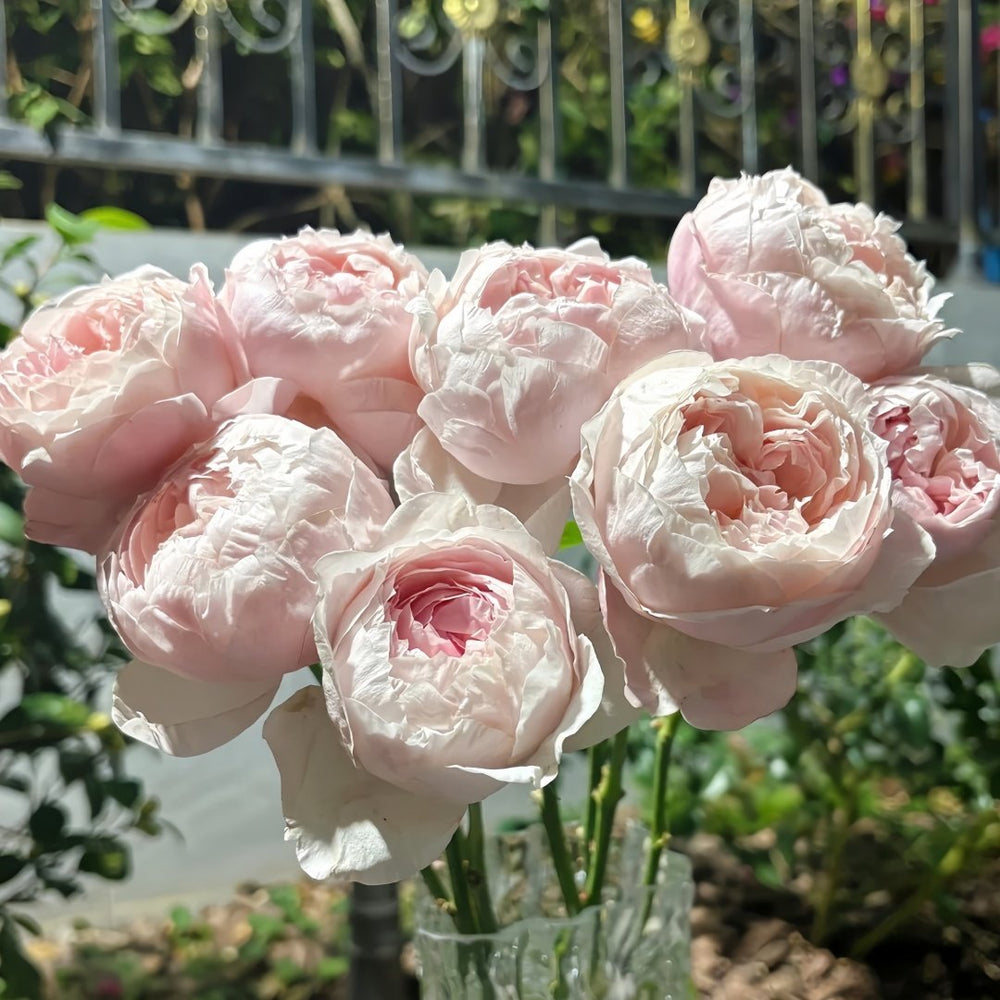 Peony Pink Rose Plant|芍药粉 image 6
