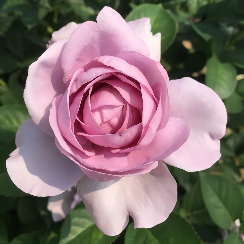 Shinoburedo Rose Plant|蓝色风暴 image 5