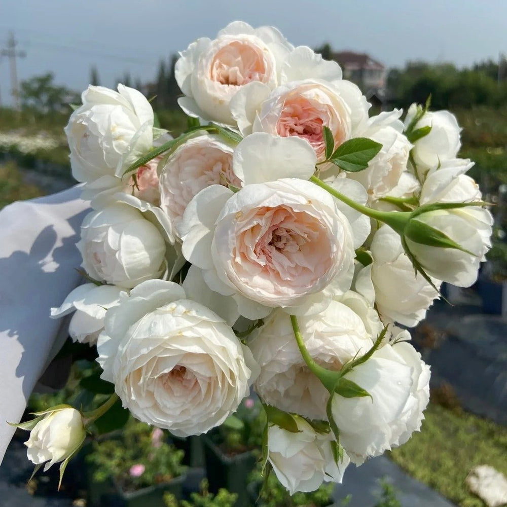 Arietta Rose Plant|小抒情曲 image 9