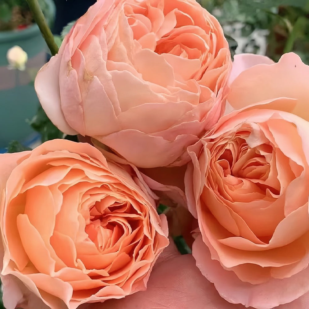 XingRang Rose Plant | 杏让 image 9