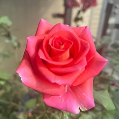 Grande Dame Rose Plant|贵妇人 image 1