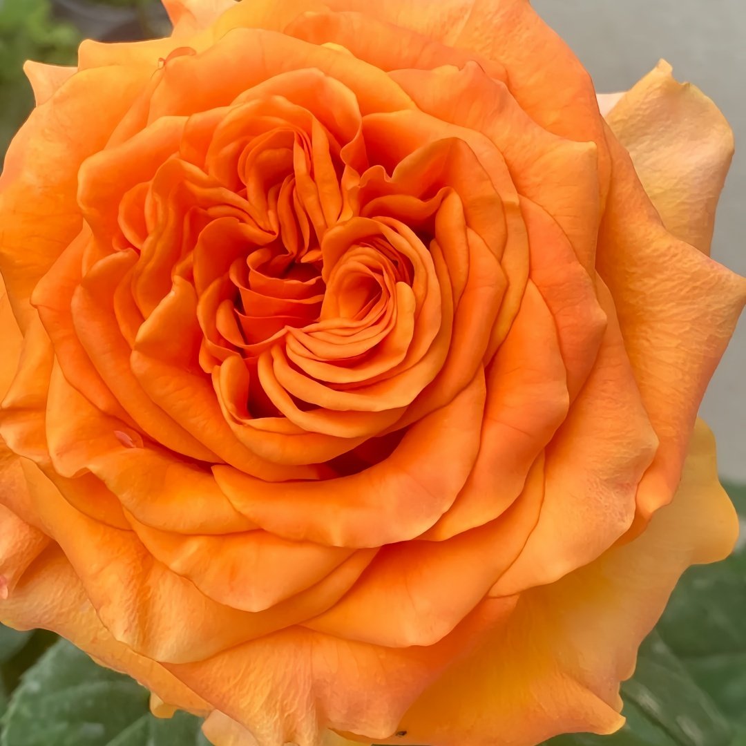 Mighty Rose Plant|甜橙 image 9