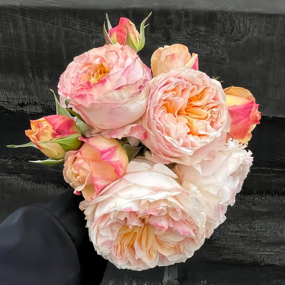 Victorian Peach Rose Plant|维多利亚蜜桃 image 8