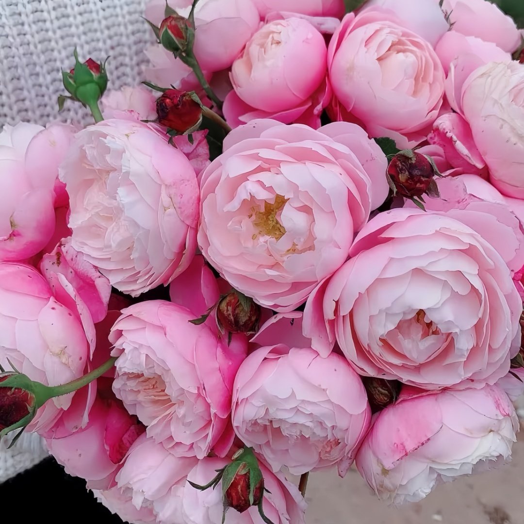 Plume Rose Plant｜羽毛 image 5