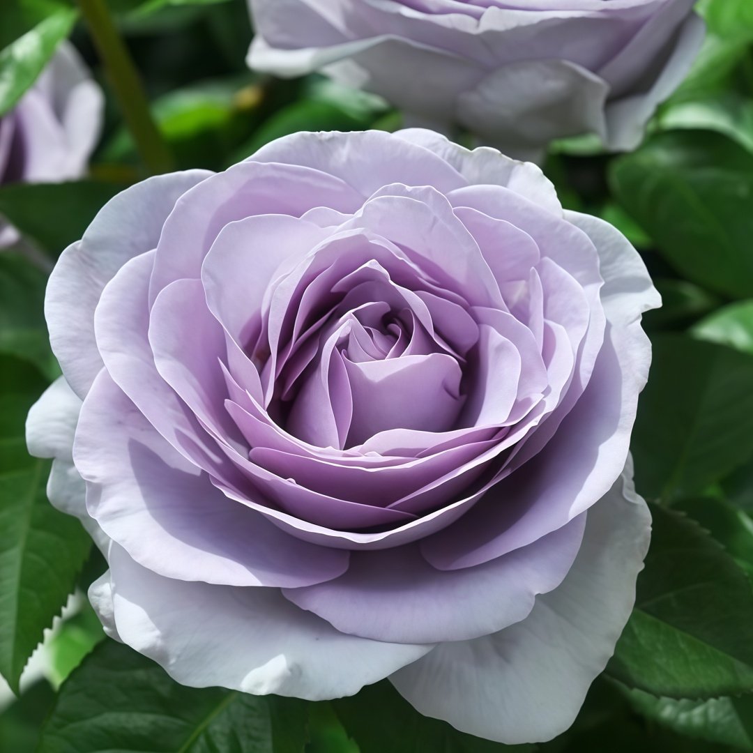Blue Bajou Rose Plant|蓝宝石 image 0