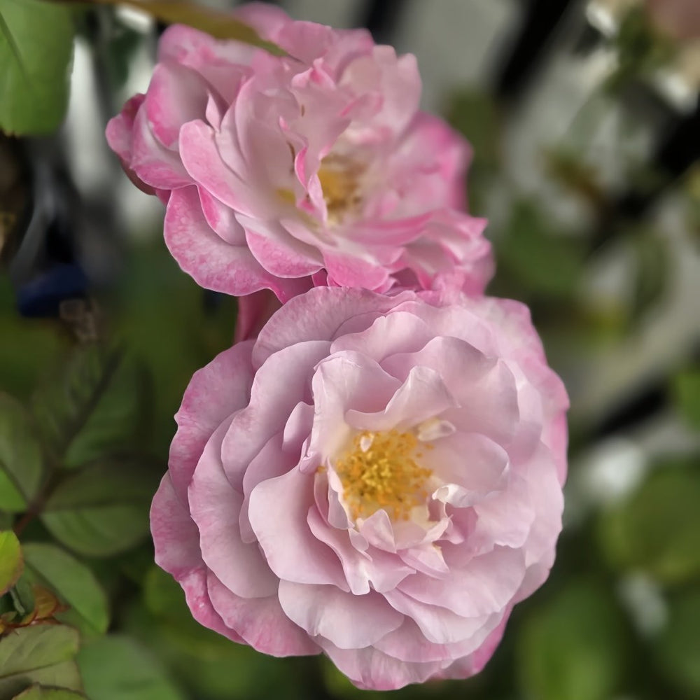Lilac Beauty Rose Plant|丁香美人 image 8