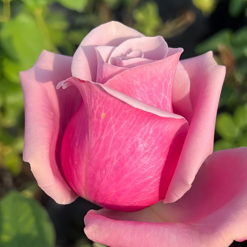 Prime Time Rose Plant|黄金时间 image 6
