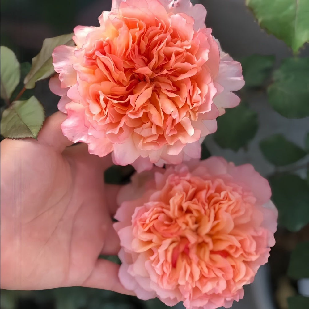 Edith Rose Plant｜伊迪斯 image 6