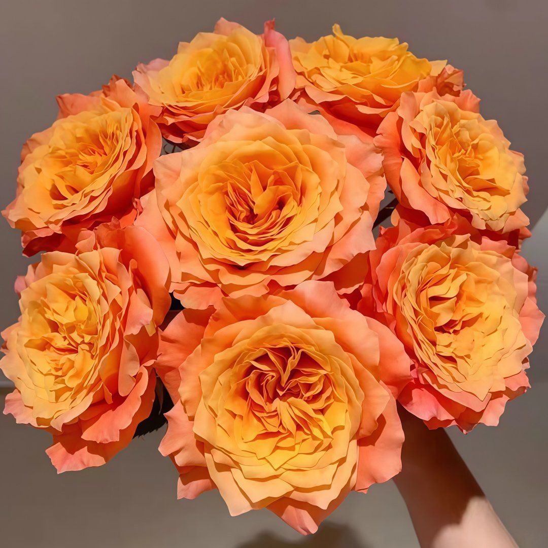Free Spirit Rose Plant | 火灵鸟 image 0