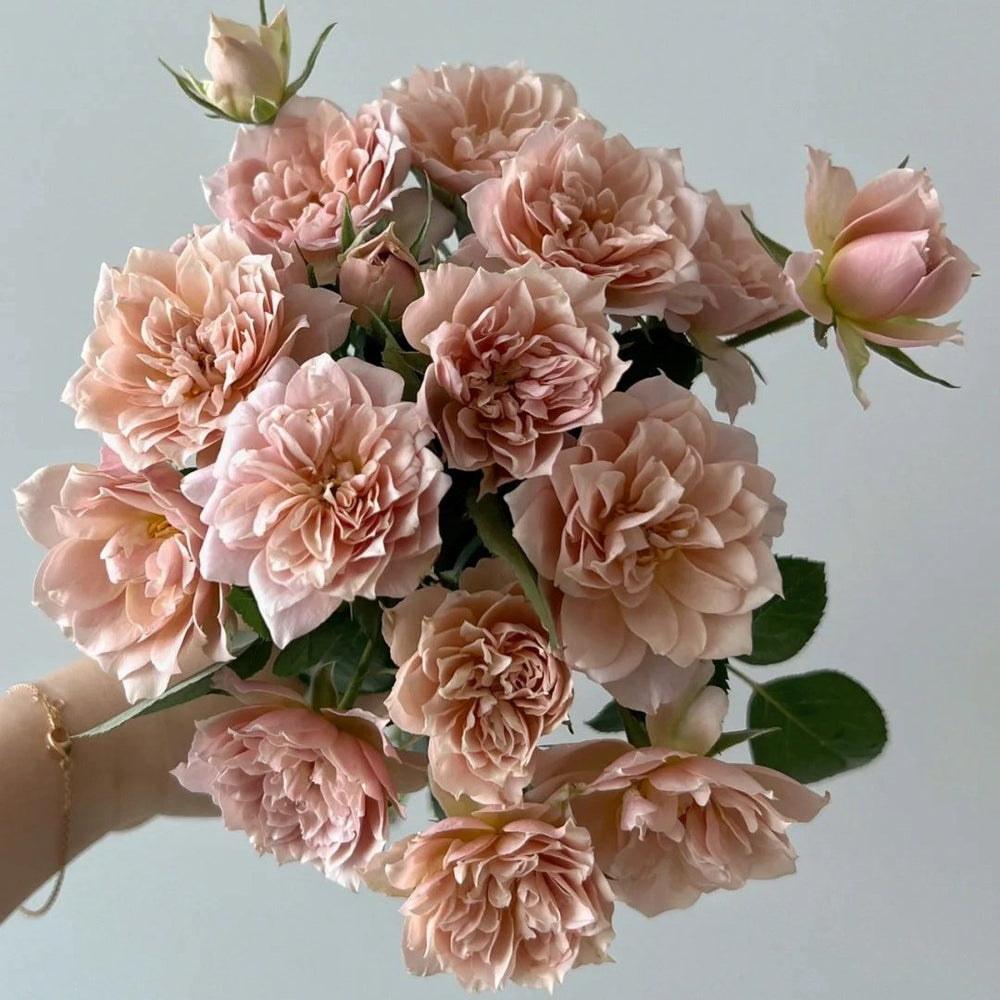 Iori Rose Plant｜八神庵 image 1