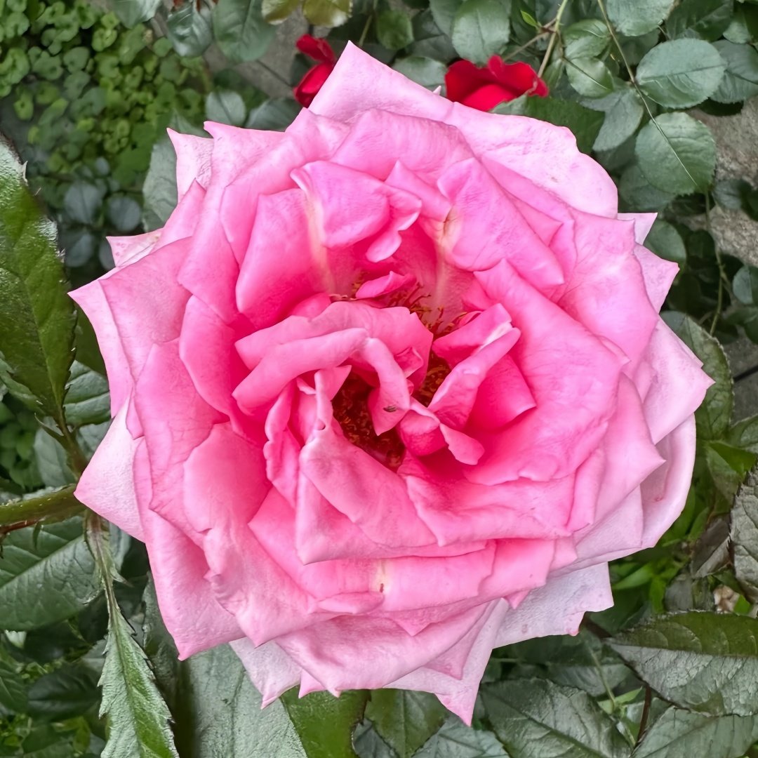 Wedding Bels Rose Plant|婚礼的钟声 image 8