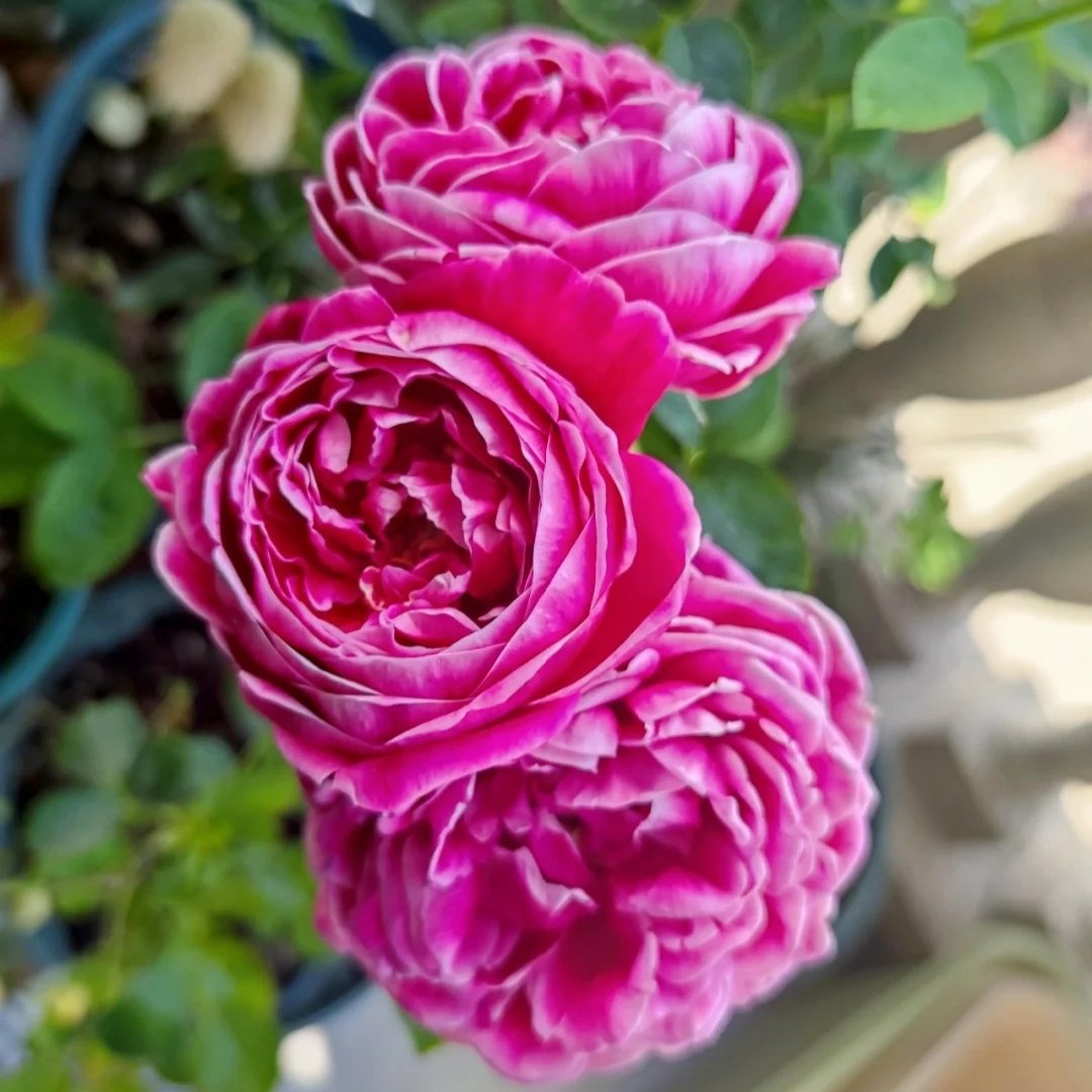 Marie Rose Plant｜玫瑰玛丽 image 3