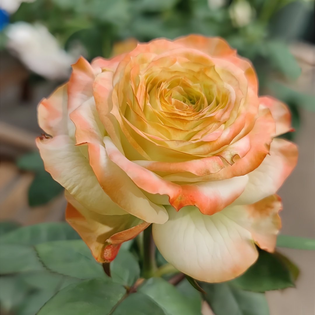 Avatar rose plant|阿凡达 image 5